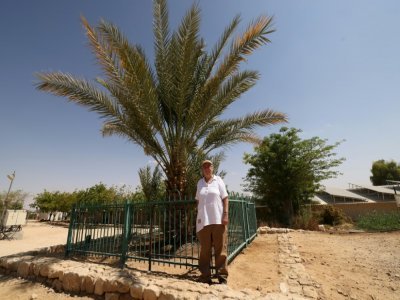 La scientifique israélienne Elaine Solowey devant le dattier "Methuselah", le premier à avoir poussé avec des graines de plus de 2.000 ans, à Kibbutz Ketura dans le sud d'Israël, le 27 septembre 2021 - Emmanuel DUNAND [AFP]