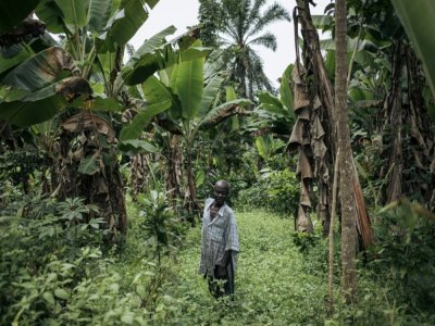 Un fermier dans son champ de cacaoyers à Mutwanga le 19 novembre 2020 - ALEXIS HUGUET [AFP/Archives]