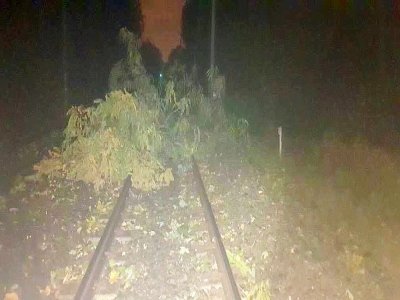 Des arbres couchés sur les voies. - SNCF