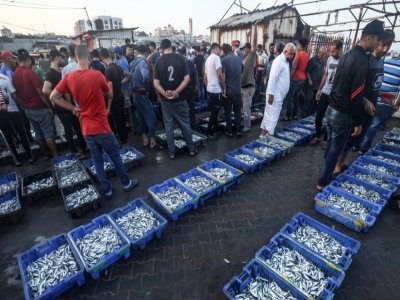 Des bacs remplis de sardines exposés dans le port de Gaza avant d'être vendus au marché aux poissons, le 22 septembre 2021 - MAHMUD HAMS [AFP]