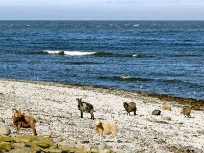 Des moutons se nourrissent d'algues sur une plage de l'île de North Ronaldsay, le 7 septembre 2021 au large de l'Ecosse - Adrian DENNIS [AFP]