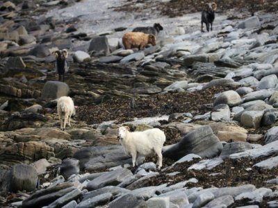 Des moutons se nourrissent d'algues, sur l'île de North Ronaldsay, le 7 septembre 2021 au large de l'Ecosse - Adrian DENNIS [AFP]