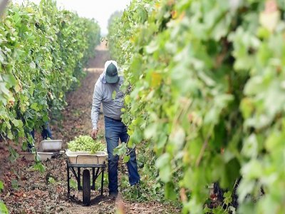 Un ouvrier agricole récolte du raisin, le 4 octobre 2021 à Lamont, en Californie - Frederic J. BROWN [AFP]