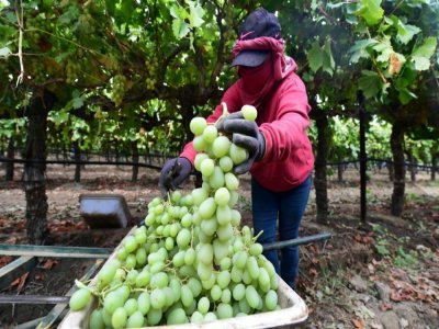 Récolte du raisin, le 4 octobre 2021 à Lamont, en Californie - Frederic J. BROWN [AFP]