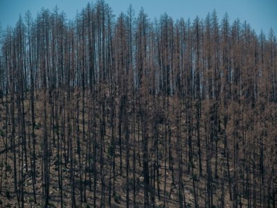 Une colline et ses arbres brûlés près d'Angwin, Californie, le 30 août 2021 - Nick Otto [AFP/Archives]