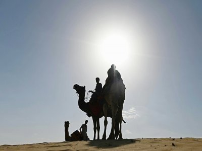 Dromadaires dans le désert de Thar, au Rajasthan, le 7 octobre 2021 - Sajjad HUSSAIN [AFP]