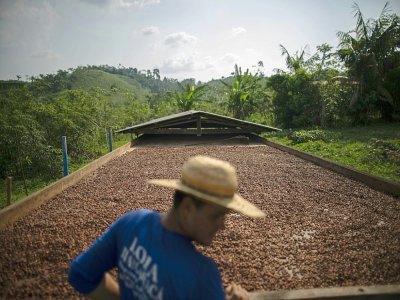 Le fermier Edmilson Rodrigues sur son exploitation de cacao près de Sao Felix do Xingu, au Brésil, le 21 septembre 2021 - MAURO PIMENTEL [AFP]