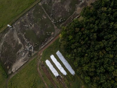 Vue aérienne de troupeaux de la ferme Marupiara, près de Tailandia, au Brésil, le 17 septembre 2021 - MAURO PIMENTEL [AFP]