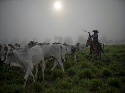Le cowboy Dionatao Euzebio mène du bétail aux pâturages près de Tailandia, au Brésil, le 18 septembre 2021 - MAURO PIMENTEL [AFP]