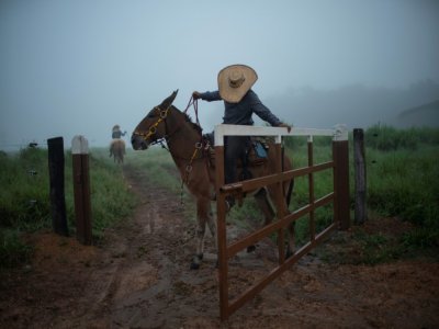 Le cowboy Dionatao Euzebio débute sa journée de surveillance du bétail près de Tailandia, au Brésil, le 18 septembre 2021 - MAURO PIMENTEL [AFP]
