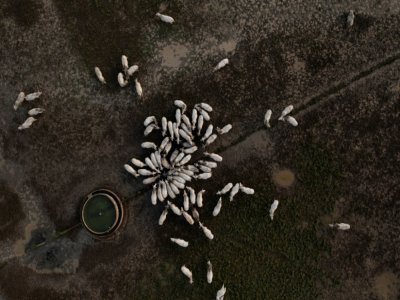 Vue aérienne de bétail de la ferme Marupiara, près de Tailandia, au Brésil, le 17 septembre 2021 - MAURO PIMENTEL [AFP]