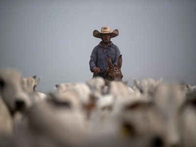Le cowboy Dionatao Euzebio surveille du bétail près de Tailandia, au Brésil, le 18 septembre 2021 - MAURO PIMENTEL [AFP]