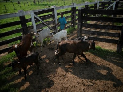Le fermier Jose Juliao do Nascimento guide son bétail dans un enclos à Sao Felix do Xingu, le 20 septembre 2021 au Brésil - MAURO PIMENTEL [AFP]