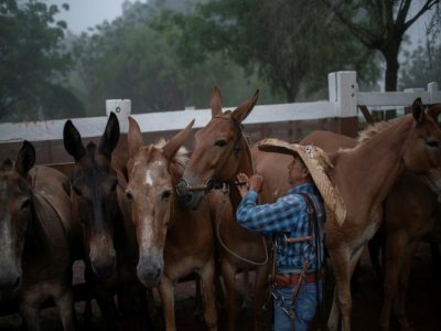 Le cowboy Ricardo Trindade prépare son cheval pour une journée de surveillanc des troupeaux de bétail dans la ferme de Marupiara, au Brésil, le 18 septembre 2021 - MAURO PIMENTEL [AFP]