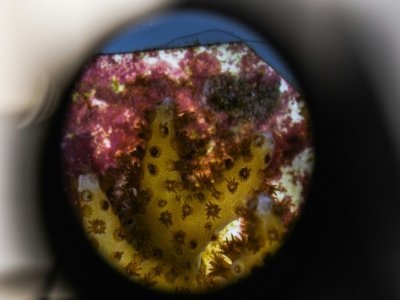 Des coraux examinés au microscope dans un laboratoire du Rosenstiel School of Marine, le 27 octobre 2021 à Miami, en Floride - CHANDAN KHANNA [AFP]