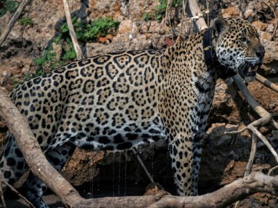 Le jaguar Ousado gravement brûlé dans un incendie l'an dernier, équipé d'un collier traceur, à Porto Jofre, le 3 septembre 2021 dans l'Etat du Mato Grosso, au Brésil - CARL DE SOUZA [AFP]