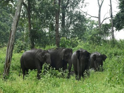 Un groupe d'éléphants sauvages le 17 septembre 2021 dans la réserve du Mudumalai Tiger (Inde) - Manjunath Kiran [AFP]