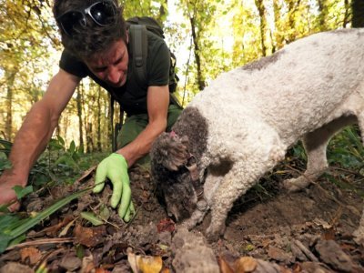 Zeljko Zgrablic, mycologue, cherche des truffes avec son chien dans la forêt près de Motovun, le 27 octobre 2021 en Croatie - Damir SENCAR [AFP]