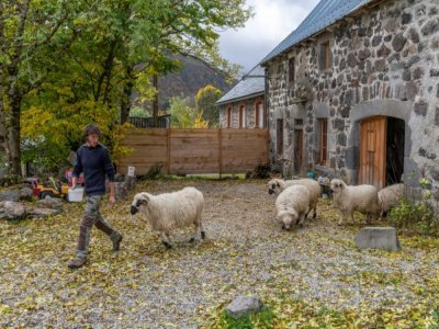 Thibault Ricci sort ses moutons de la bergerie à Lavigerie, près deClermont-Ferrand, le 21 octobre 2021 - Thierry ZOCCOLAN [AFP]