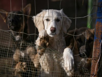 Des chiens abandonnés au refuge de Gracanica, le 12 novembre 2021 au Kosovo - Armend NIMANI [AFP]