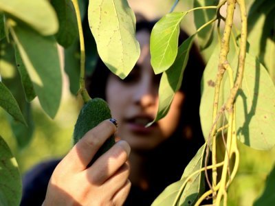 La Libanaise Thurayya inspecte un avocatier, à Sinay, au sud de Beyrouth, le 22 novembre 2021 - JOSEPH EID [AFP]