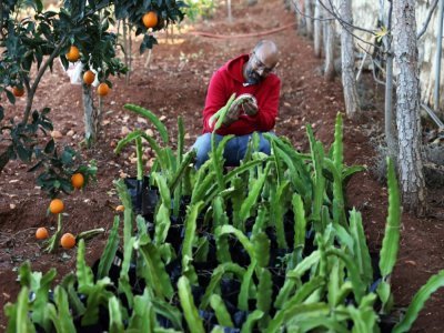 Le Libanais Hassan Trad inspecte des fruits du dragon dans une ferme près du village de Kfar Tibnit, le 22 novembre 2021 - Joseph EID [AFP]