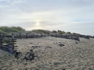 Des emplacements ont été identifiés pour reconstituer la dune.