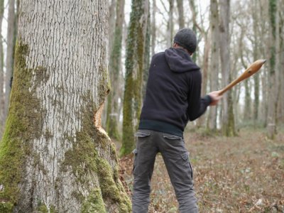 Un des chercheurs coupe le tronc du chêne haut d'une vingtaine de mètres.