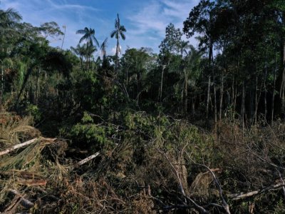 Une zone de déforestation dans le département de Guaviare pour planter de la coca, en décembre 2021 en Colombie - Raul ARBOLEDA [AFP/Archives]