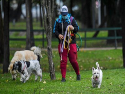 Un promeneur de chiens dans un parc de Bogota le 16 février 2022 - Juan BARRETO [AFP]