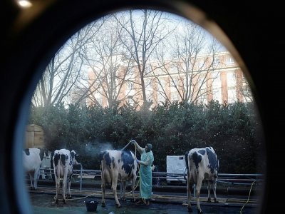 Un éleveur lave ses vaches, à leur arivée au Salon de l'agriculture, Porte de Versailles à Paris, le 25 février 2022 - JULIEN DE ROSA [AFP]