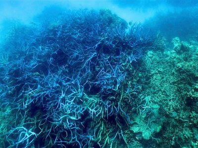 Blanchissement de corail sur la Grande Barrière d'Australie, le 7 mars 2022 - Glenn NICHOLLS [AFP/Archives]