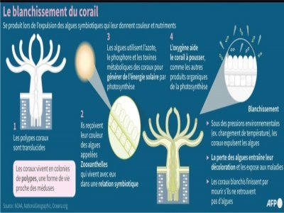 Le blanchissement des coraux - Sylvie HUSSON [AFP]