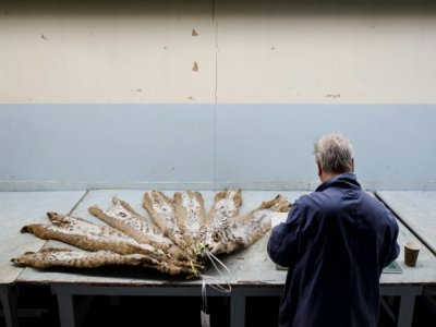 Howard Trager, courtier de fourrure, examine des peaux de lynx à la Fur Harvesters Auction à North Bay, Canada, le 22 mars 2022 - Cole BURSTON [AFP]