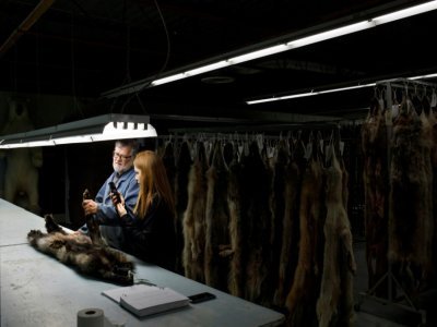 Marissa Frederick et Bob Desbines inspectent des fourrures de loup lors d'un appel vidéo avec un acheteur, Gary Schroder, depuis la Fur Harvesters Auction à North Bay, Canada, le 22 mars 2022 - Cole BURSTON [AFP]