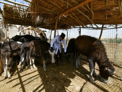 Un vétérinaire examine des buffles malades dans une ferme dans le sud de l'Irak, le 26 mars 2022 - Asaad NIAZI [AFP]