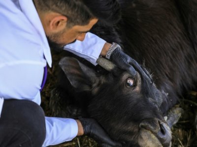 Le vétérinaire irakien Karrar Ibrahim Hindi soigne un buffle dans un ferme à Chibayich, dans le sud du pays, le 26 mars 2022 - Asaad NIAZI [AFP]