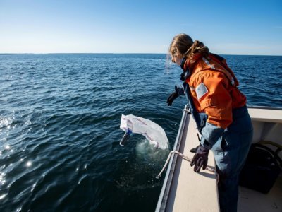 Une membre de l'expédition scientifique effectue un prélèvement de plancton dans la baie du cap Cod, au large du Massachussets, le 5 avril 2022 - Joseph Prezioso [AFP]