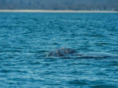 Une baleine et son baleineau apparaissent à la surface dans la baie du cap Cod, au large du Massachussets, le 5 avril 2022 - Joseph Prezioso [AFP]