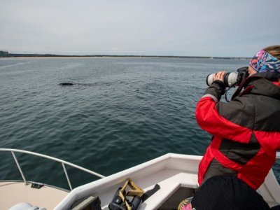 Une membre de l'expédition scientifique photographie une baleine dans la baie du cap Cod, au large du Massachussets, le 5 avril 2022 - Joseph Prezioso [AFP]