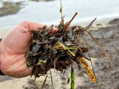 Des plantes marines, du genre Posidonia, sur une plage de Monastir, en Tunisie, le 21 mars 2022 - Bechir TAIEB [AFP]