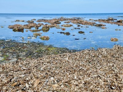 Des plantes marines, du genre Posidonia, sur une plage de Monastir, en Tunisie, le 21 mars 2022 - Fethi Belaid [AFP]