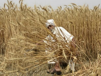 Récolté de blé près d'Amritsar, en Inde, le 12 avril 2022 - NARINDER NANU [AFP]