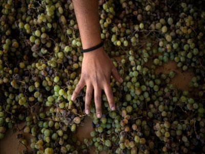Processus de sélection du raisin à la coopérative viticole Ayllu qui produit du vin dans la localité de Toconao, en plein désert d'Atacama au Chili, le 17 mai 2022 - MARTIN BERNETTI [AFP/Archives]