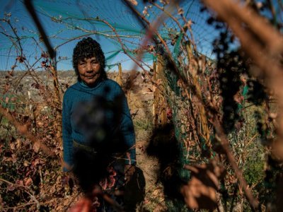 Cecilia Cruz, 67 ans, parcourt son petit domaine viticole de Caracoles, situé dans la localité de Socaire, à 3.600 mètres d'altitude, dans le désert d'Atacama, le 17 mai 2022 - MARTIN BERNETTI [AFP/Archives]
