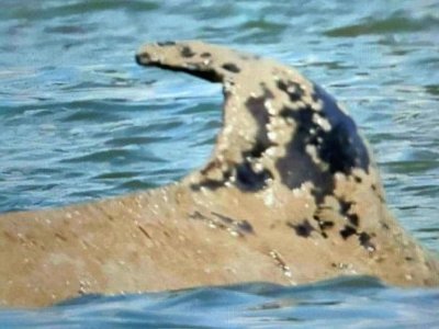 L'orque souffre d'une mycose généralisée. - Préfecture Seine-Maritime