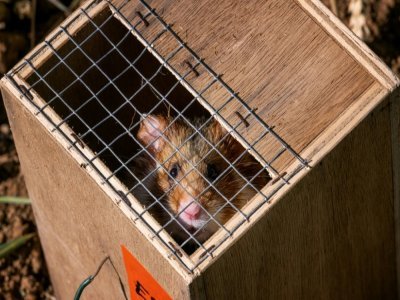 Un grand hamster s'Alsace dans sa cage d'être relâché en milieu naturel le 14 juin 2022 à Ernolsheim-Bruche, dans le Bas-Rhin - PATRICK HERTZOG [AFP]