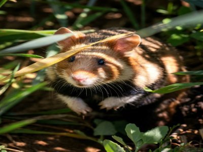 Un grand hamster d'Alsace relâché en milieu naturel, le 14 juin 2022 à Ernolsheim-Bruche, dans le Bas-Rhin - PATRICK HERTZOG [AFP]