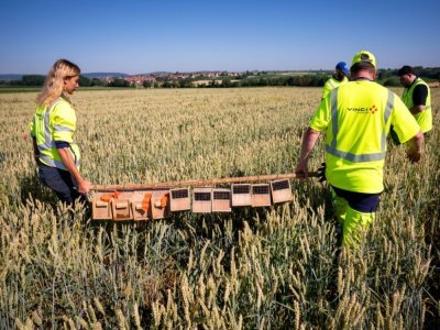 Des membres de Vinci Autoroutes tranportent des cages contenant des grands hamsters d'Alsace pour les relâcher en milieu naturel, le 14 juin 2022 à Ernolsheim-Bruche, dans le Bas-Rhin - PATRICK HERTZOG [AFP]