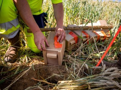 Des membres de Vinci Autoroutes s'apprêtent à relâcher des grands hamsters d'Alsace en milieu naturel, le 14 juin 2022 à Ernolsheim-Bruche, dans le Bas-Rhin - PATRICK HERTZOG [AFP]